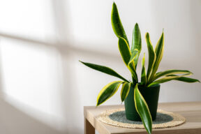 Sansevieria