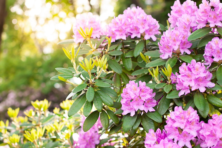 Cómo cuidar un rododendro en maceta