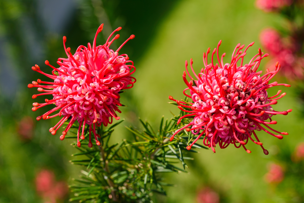 ¿Cómo cultivar y cuándo podar la Grevillea, la «flor araña»?