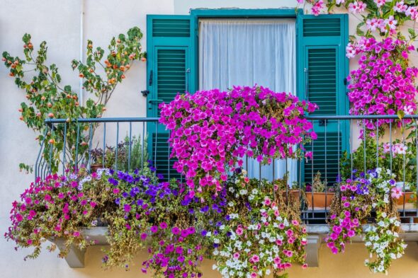 ¿Cómo tener un balcón florido en primavera? Plantas ideales