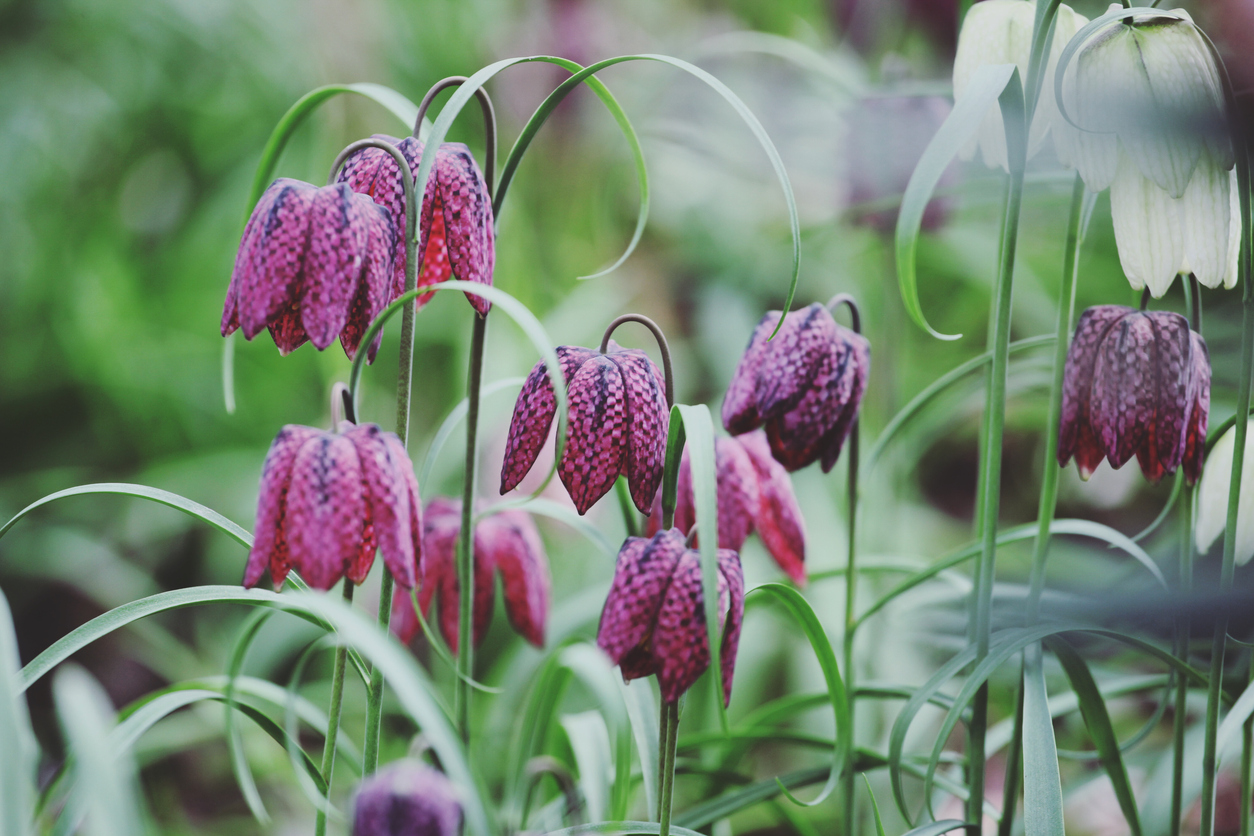 Fritillaria