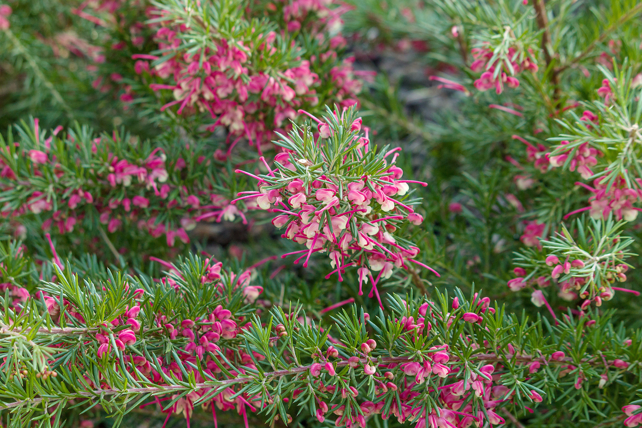 Grevillea