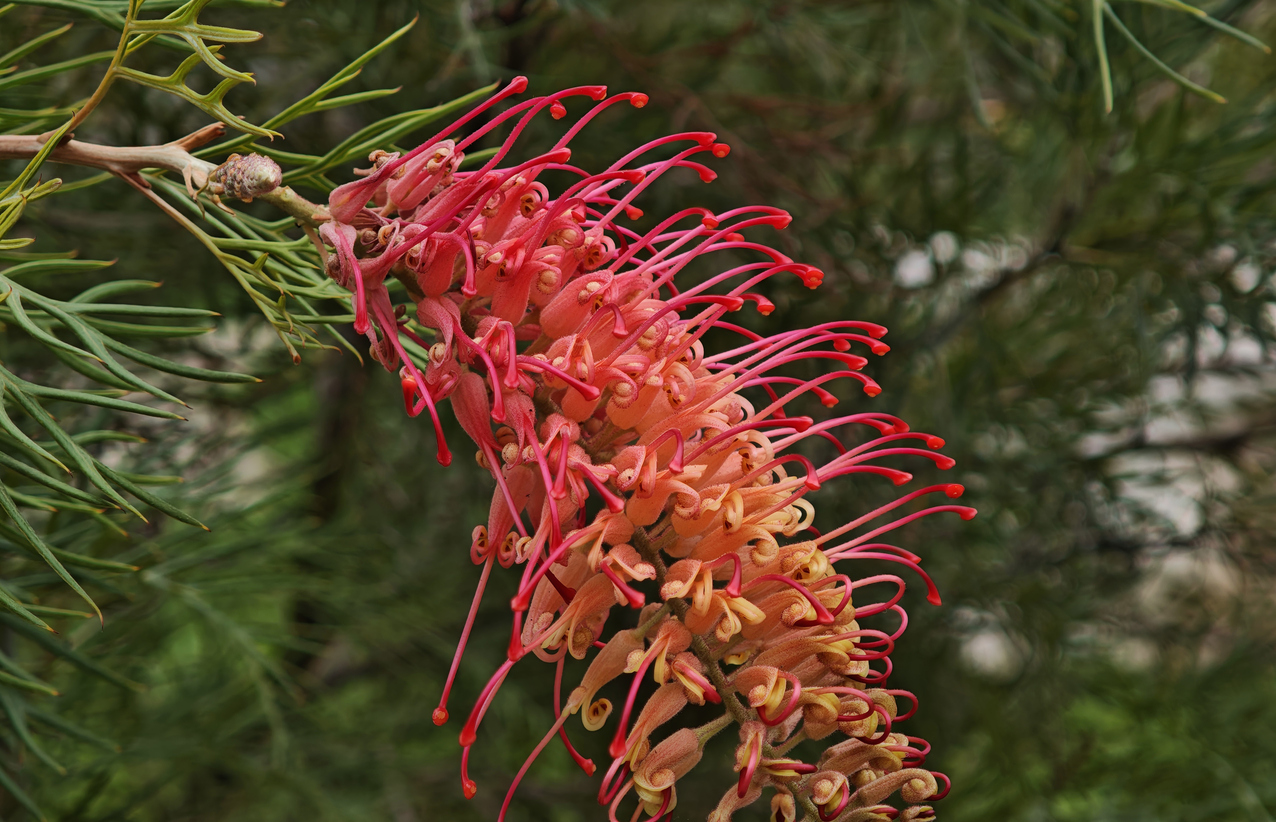 La Grevillea