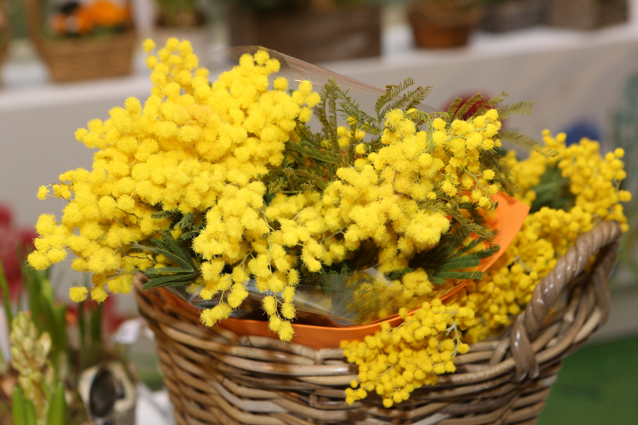 mimosa