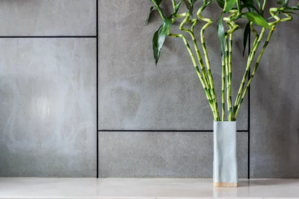 Bambú en maceta: 5 consejos para cuidarlo en casa