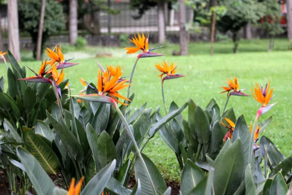 Strelitzia