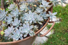 Graptopetalum