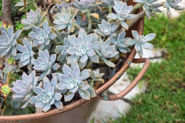 Graptopetalum