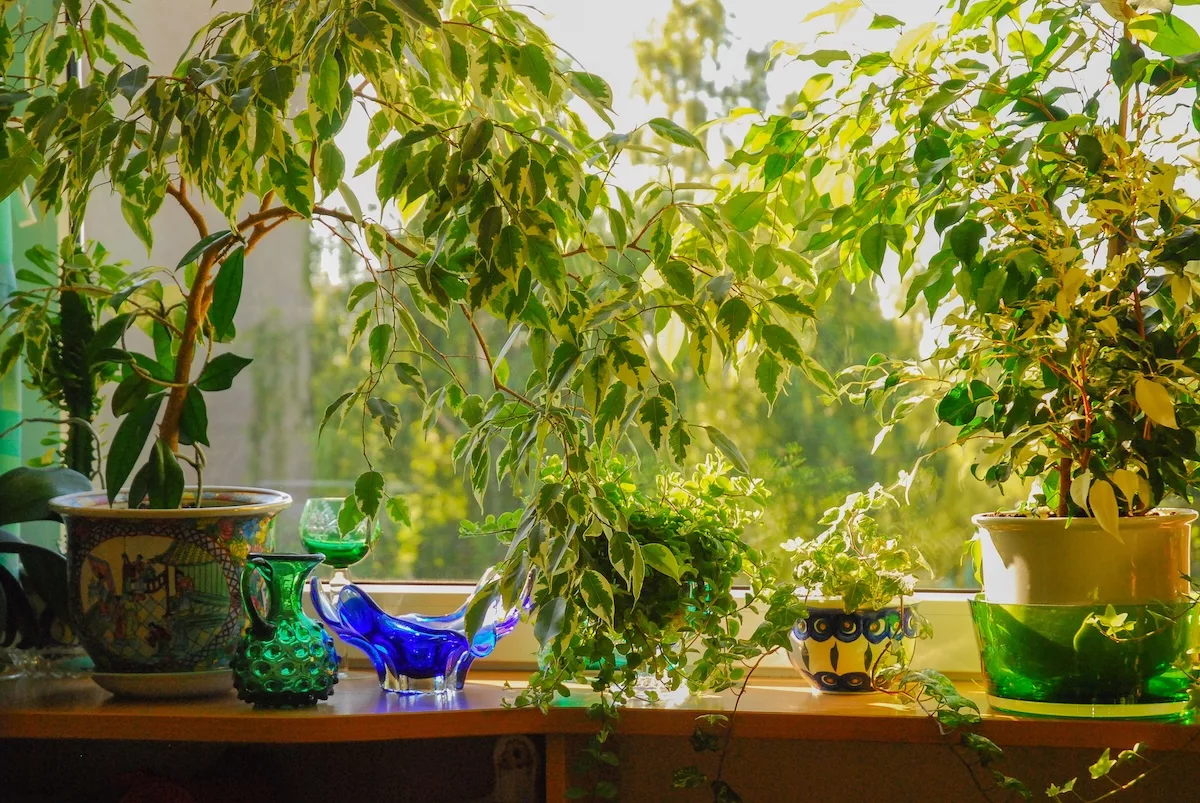 Ficus Benjamina