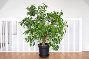 Ficus benjamina