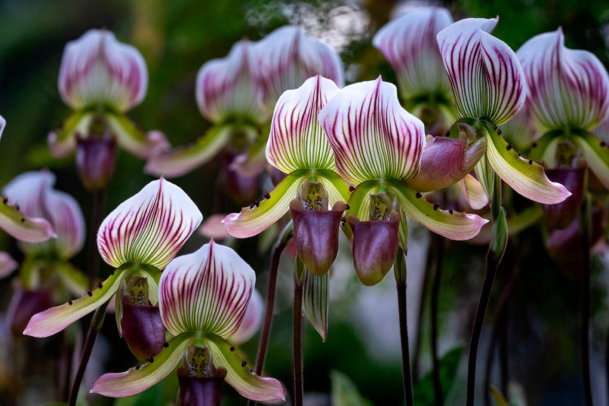Orquídea Paphiopedilum o zapatilla de Venus - Indomio News