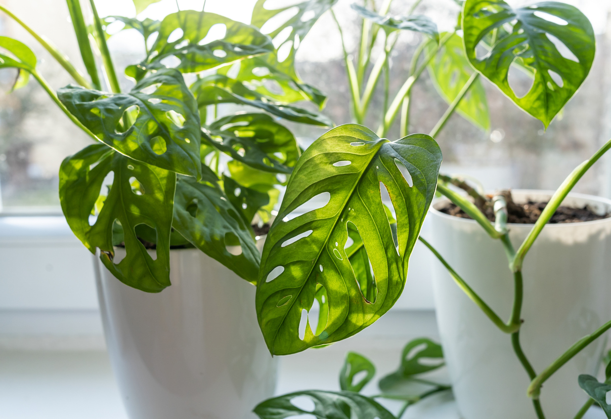 Monstera deliciosa