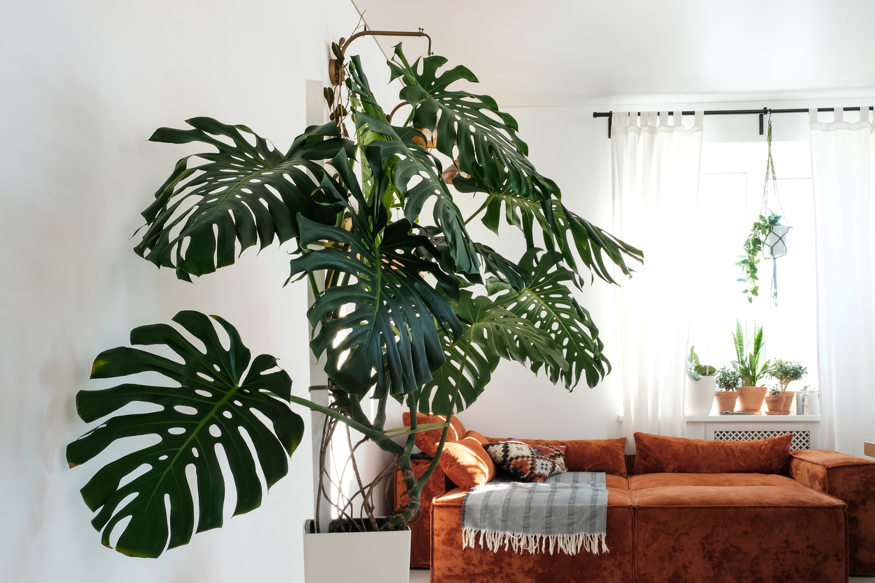 Monstera deliciosa