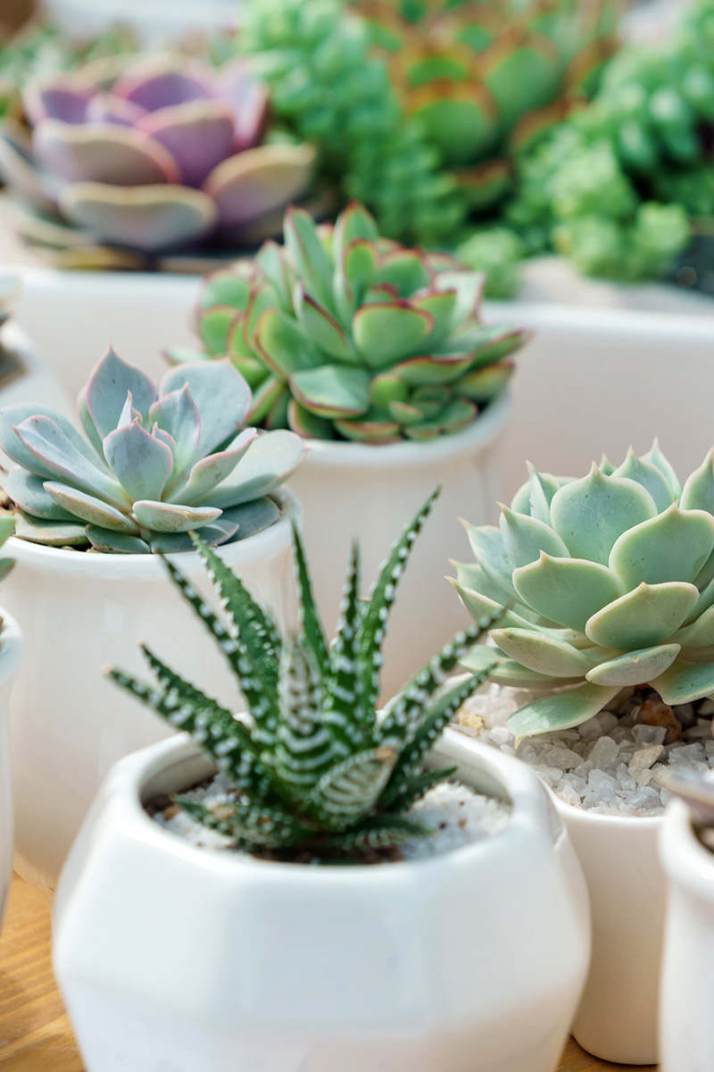 5 plantas que traen mala suerte y que nunca deberían regalarse a quien compra una casa 1 5 plantas que traen mala suerte y que nunca deberian regalarse a quien compra una casa 1