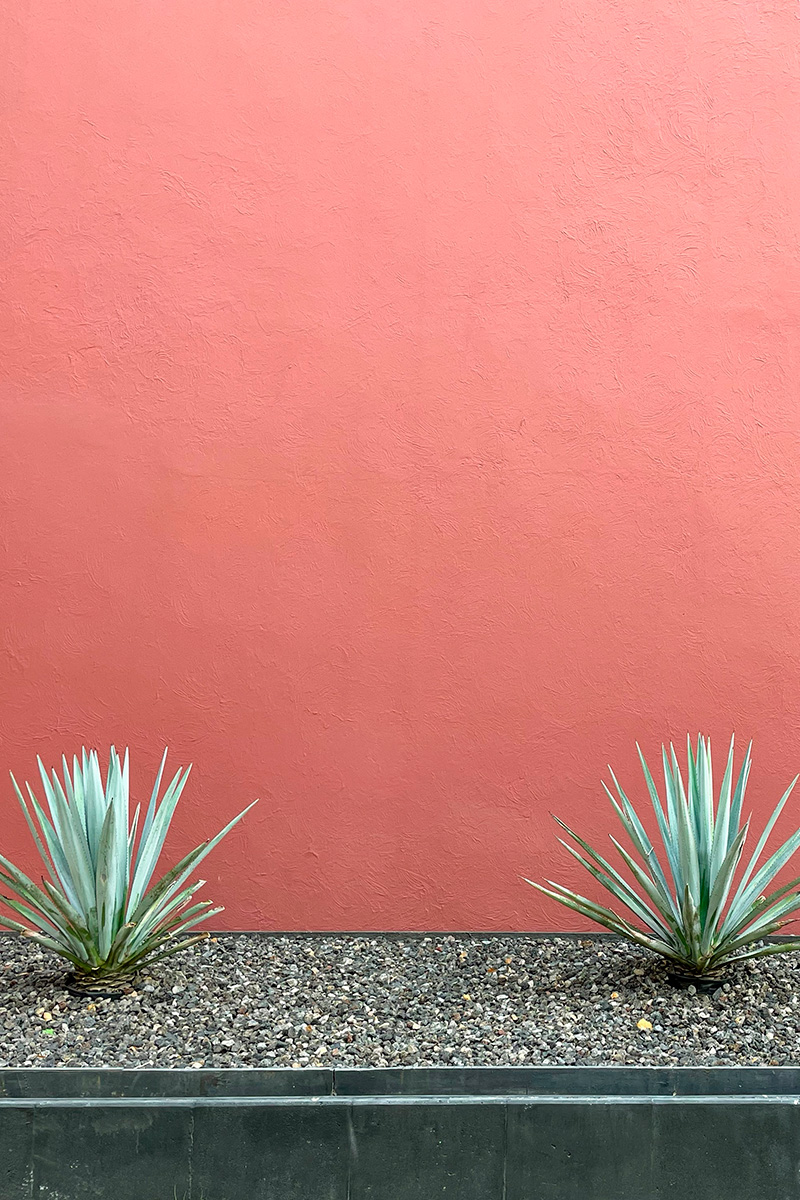 5 plantas que traen mala suerte y que nunca deberían regalarse a quien compra una casa 2 5 plantas que traen mala suerte y que nunca deberian regalarse a quien compra una casa 2