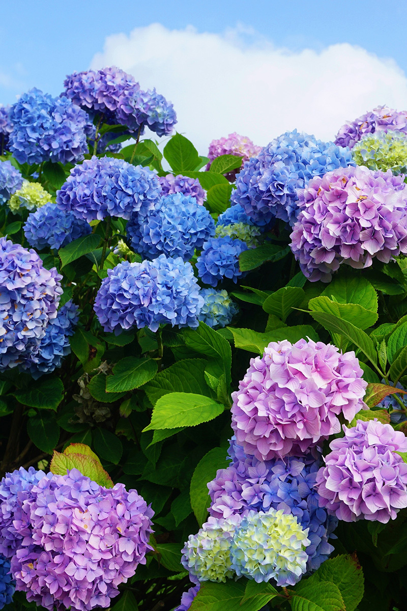5 plantas que traen mala suerte y que nunca deberían regalarse a quien compra una casa 3 5 plantas que traen mala suerte y que nunca deberian regalarse a quien compra una casa 3