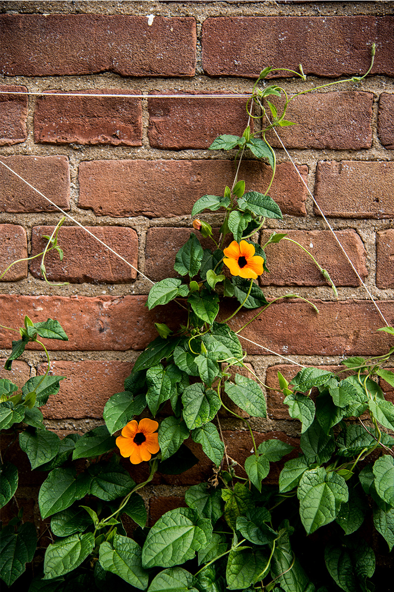 5 plantas que traen mala suerte y que nunca deberían regalarse a quien compra una casa 5 5 plantas que traen mala suerte y que nunca deberian regalarse a quien compra una casa 5
