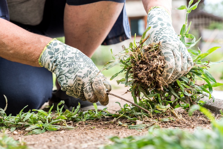 Cómo secar las malas hierbas de forma natural: 5 remedios DIY