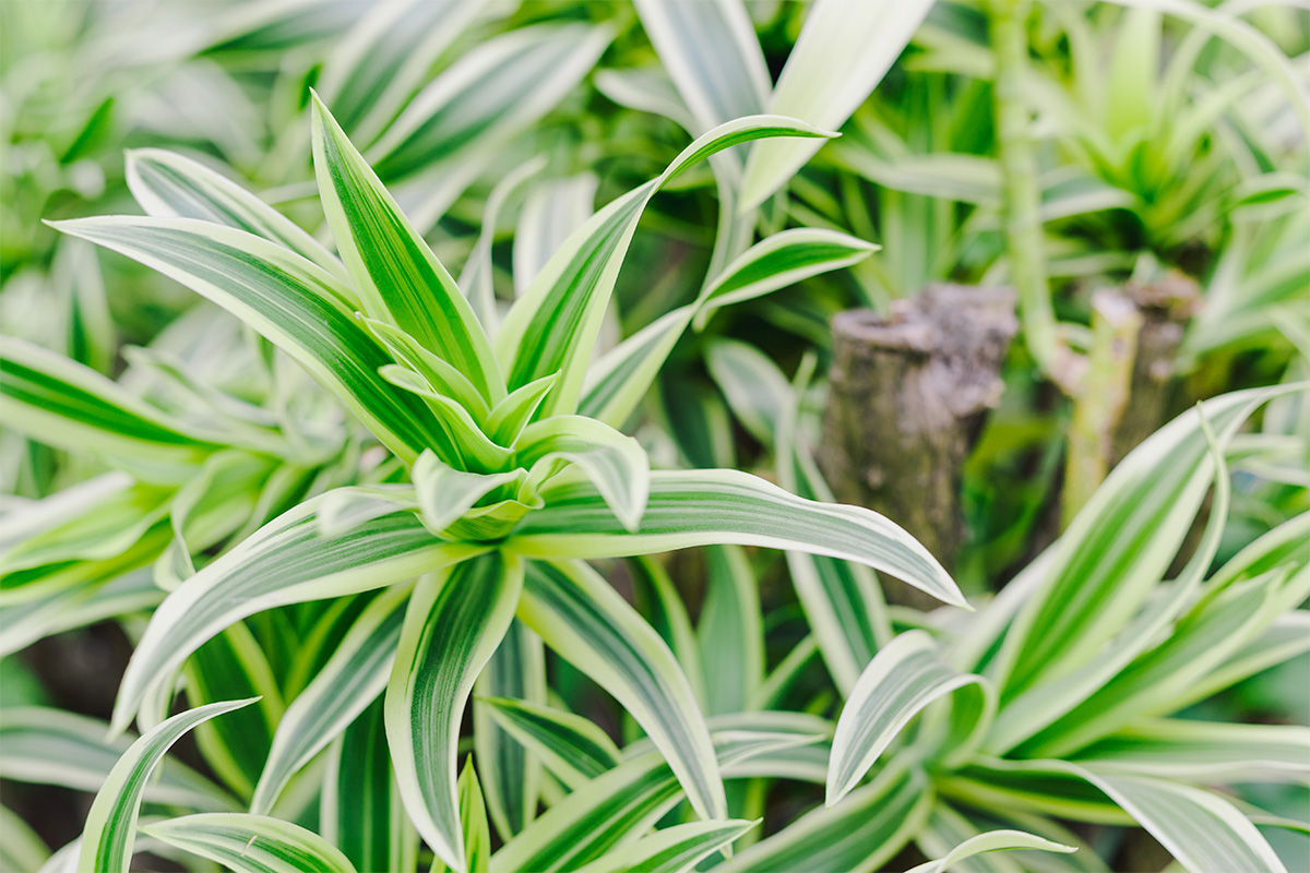 Dracaena: cuidados y beneficios para tu hogar - Indomio News