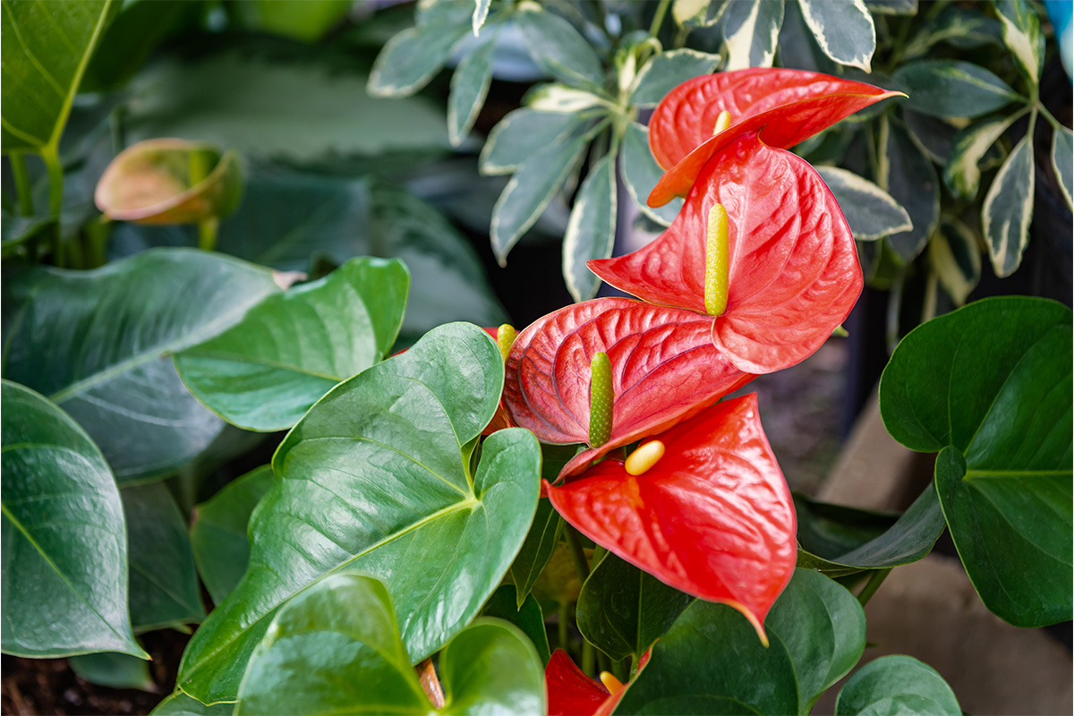 can dieffenbachia be grown outdoors Dieffenbachia (Dumb Cane) – Pike Nursery main image 0