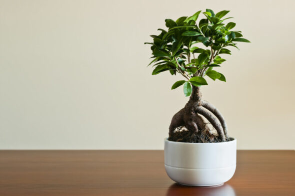 mineralisches substrat bonsai Bonsai-Substrat  mineralische Mischung fr flache Gefe