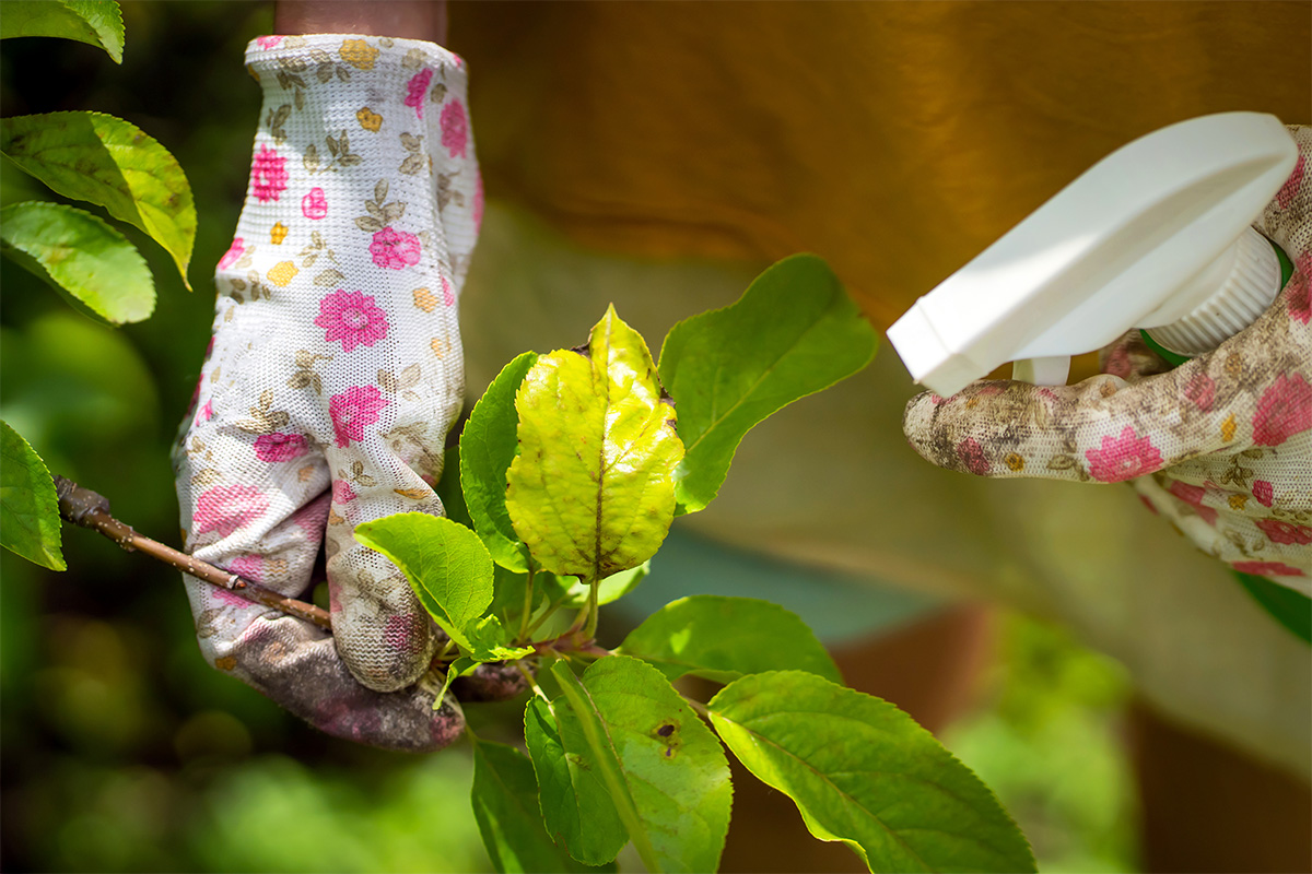 Cómo proteger las plantas de interior del pulgón