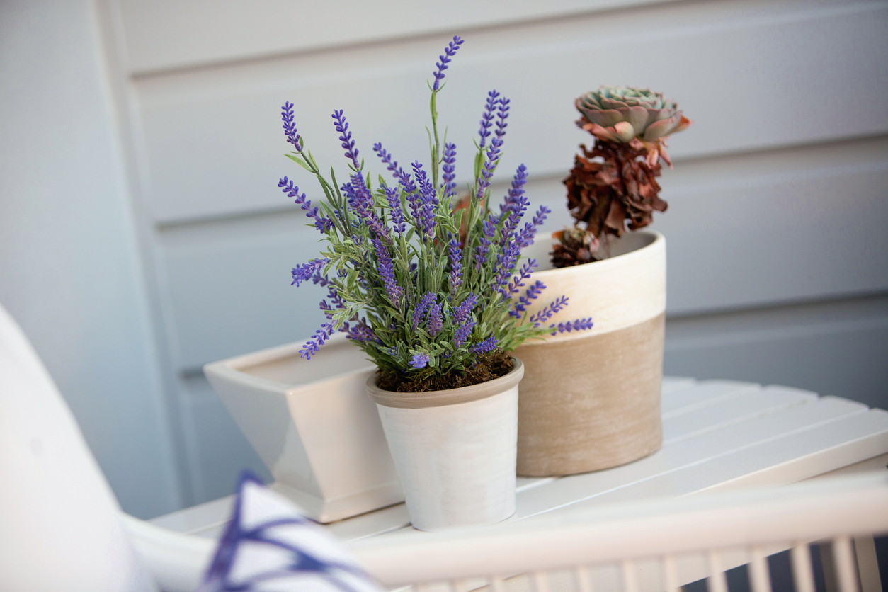 planta de lavanda
