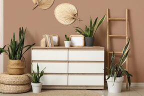 6 plantas de crecimiento lento para espacios reducidos