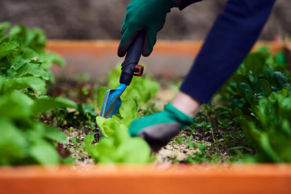 ¿Qué sembrar y cultivar en abril?