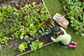 Cómo, cuándo y por qué utilizar azufre para las plantas en maceta, en el jardín y en el huerto