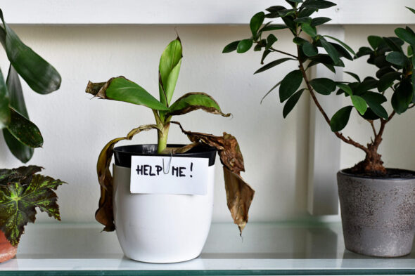 Cómo reconocer las enfermedades más comunes de las plantas