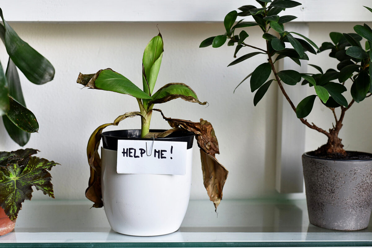 Cómo reconocer las enfermedades más comunes de las plantas