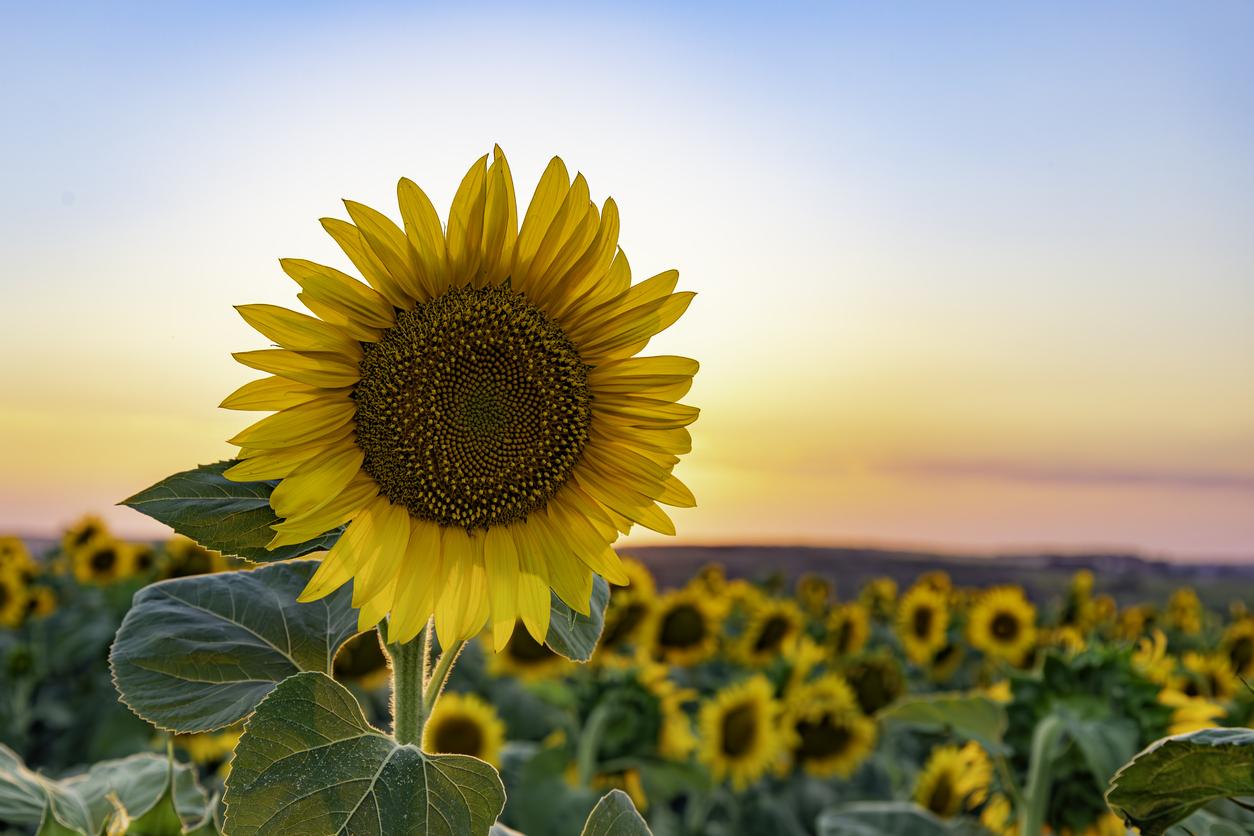 Girasol