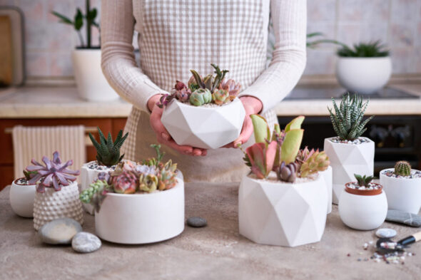Las suculentas raras más bonitas para cultivar en interior