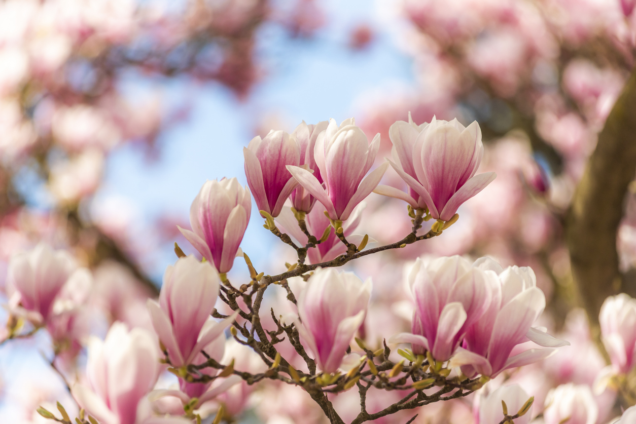 Magnolia