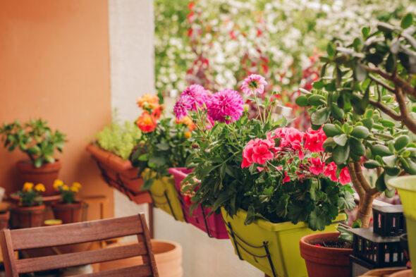Todas las plantas que florecen en junio para una casa y un jardín en flor