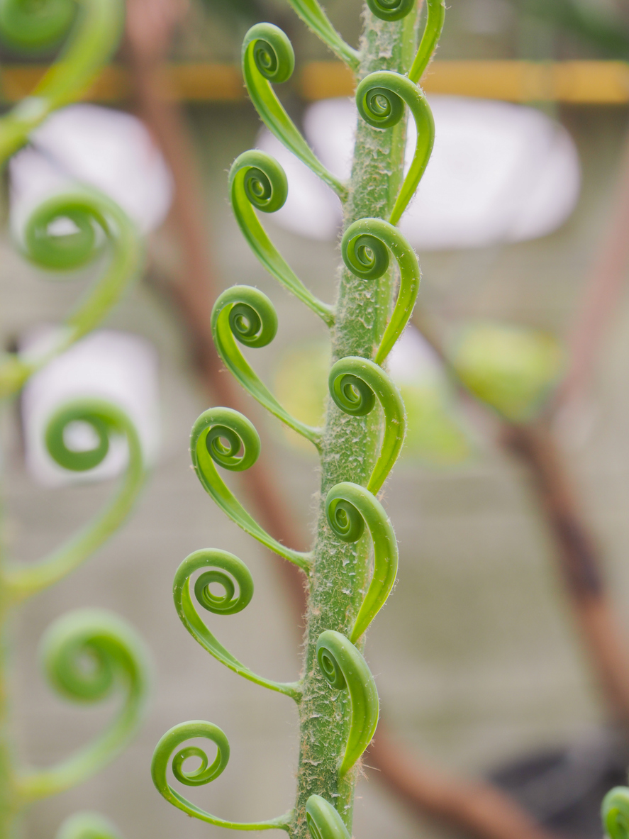 Albuca Spiralis