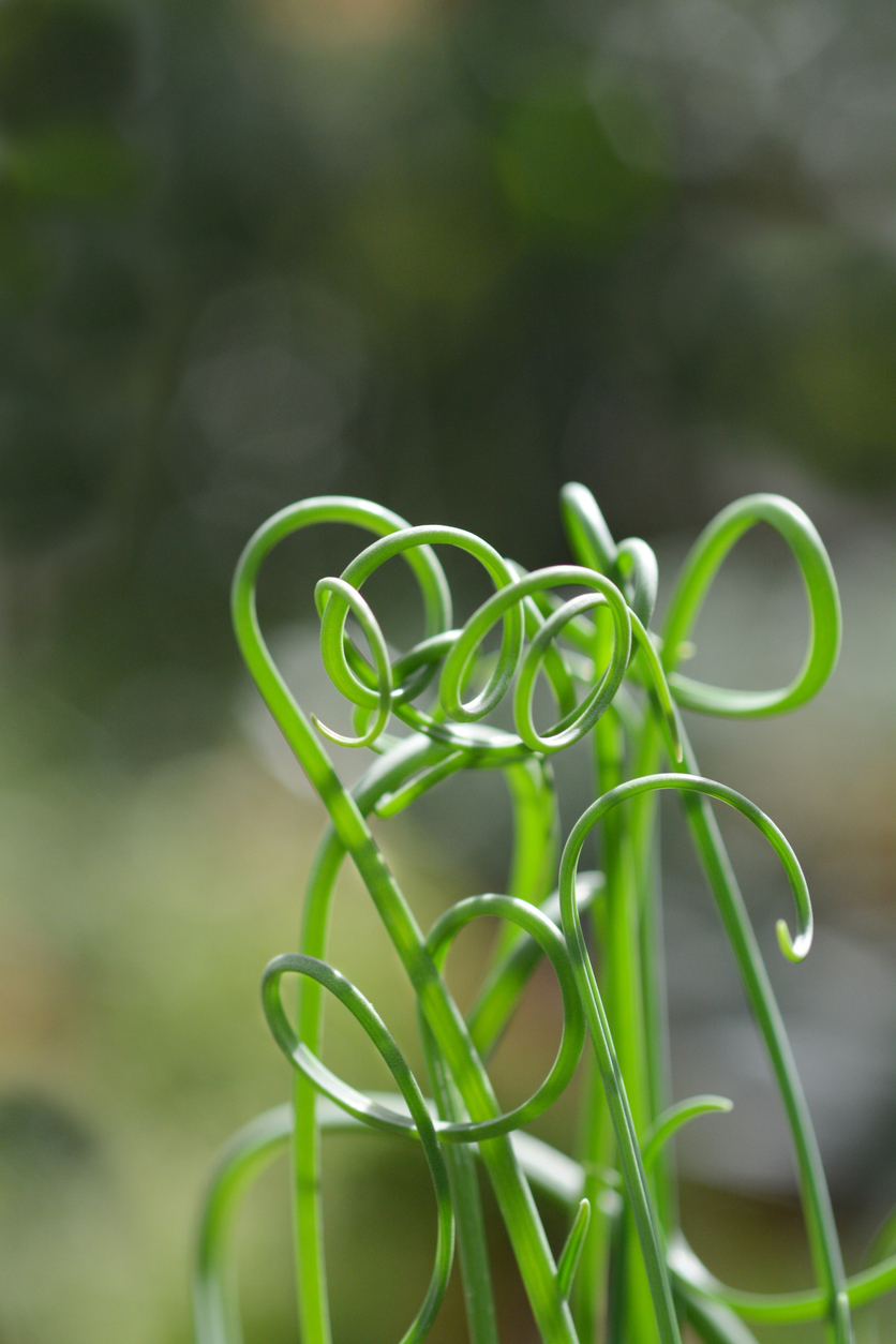 Albuca Spiralis