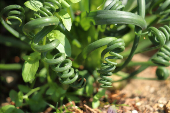 Cómo cuidar la Albuca Spiralis, la planta sacacorchos