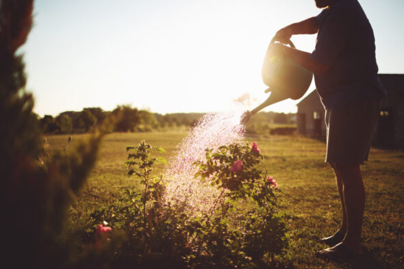 Cómo regar el jardín sin malgastar agua