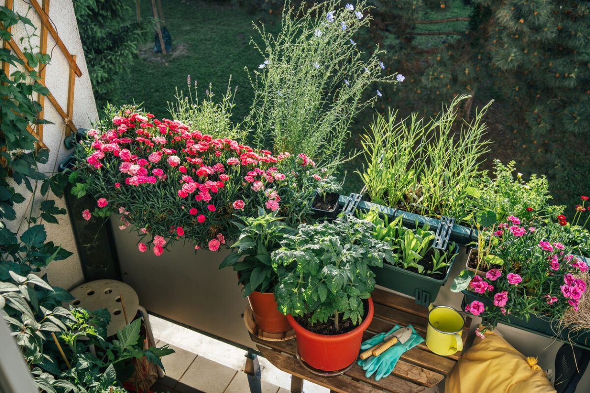 Consejos para proteger las plantas de las olas de calor