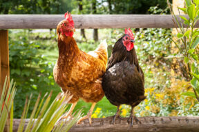 Es legal tener gallinas en casa o en el jardín en España