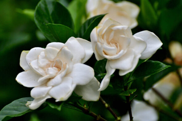 Gardenia, cómo cuidarla en casa o en el jardín
