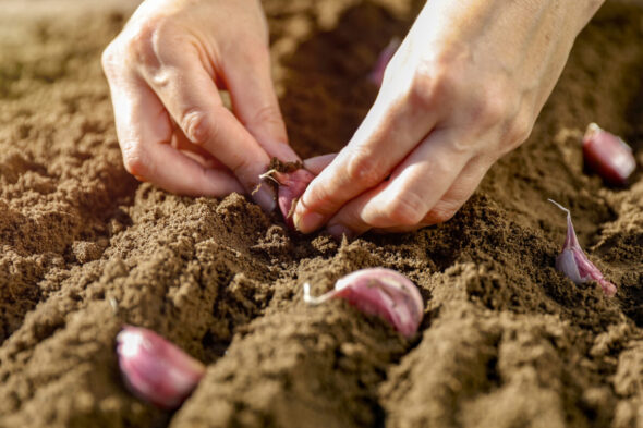 Cómo cultivar ajos en maceta o en el huerto