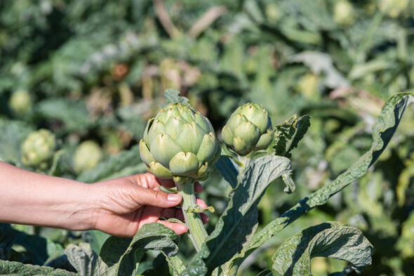 Cómo cultivar alcachofas en el huerto