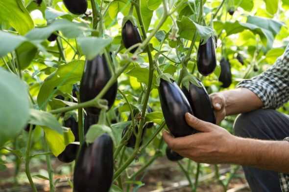Cómo cultivar berenjenas en el huerto