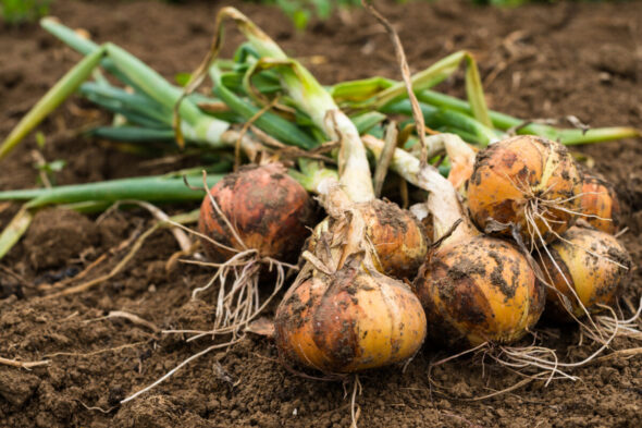 Cómo cultivar cebollas en el huerto
