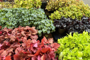 Cómo cultivar la Heuchera en maceta o en el jardín