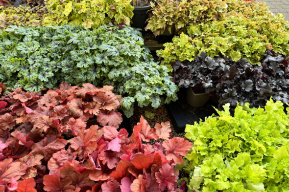 Cómo cultivar la Heuchera en maceta o en el jardín