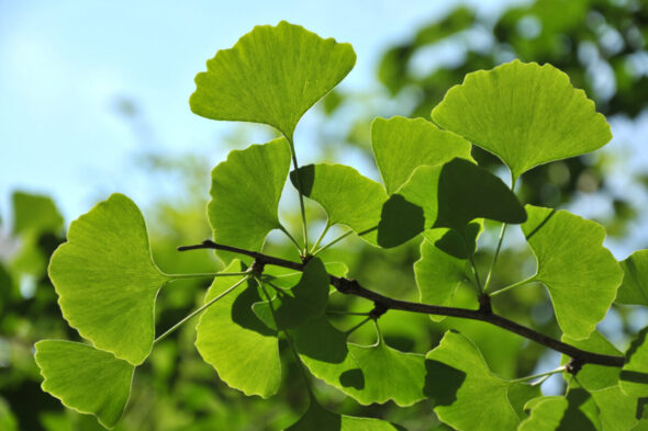 Cómo cultivar la planta Ginkgo biloba